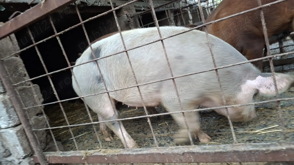 De vânzare 80 100 kg