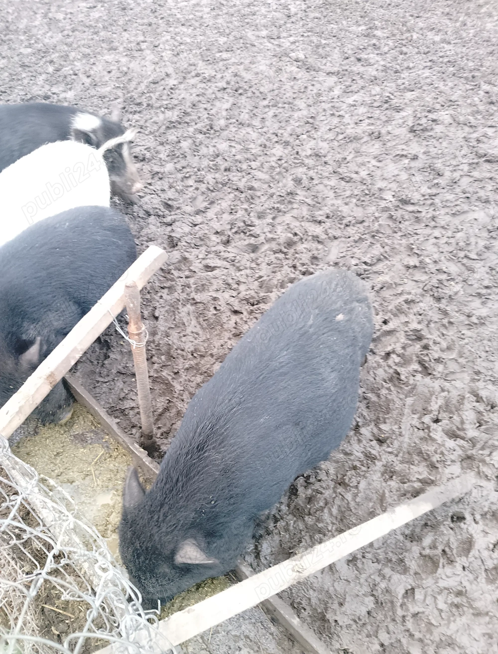 Vând purcei vietnamezi