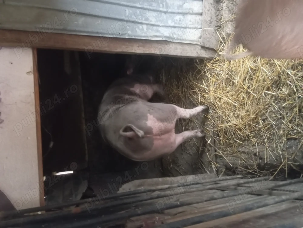 Porci crescuți cu cereale 