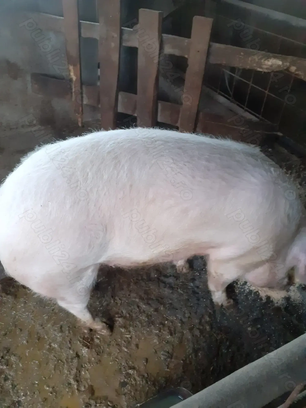 Scroafa pt sacrificat