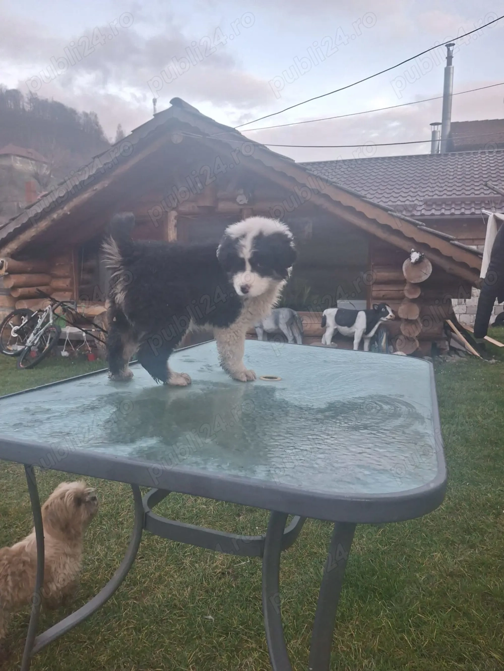 Cățel ciobănesc de Bucovina 