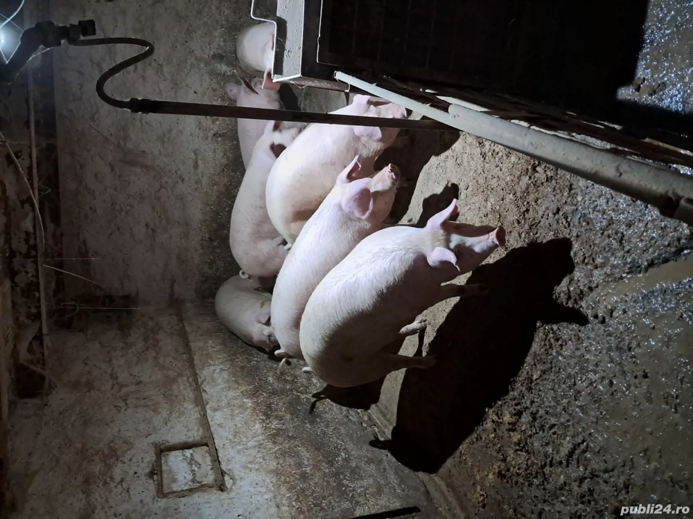 Porci crescuti acasa