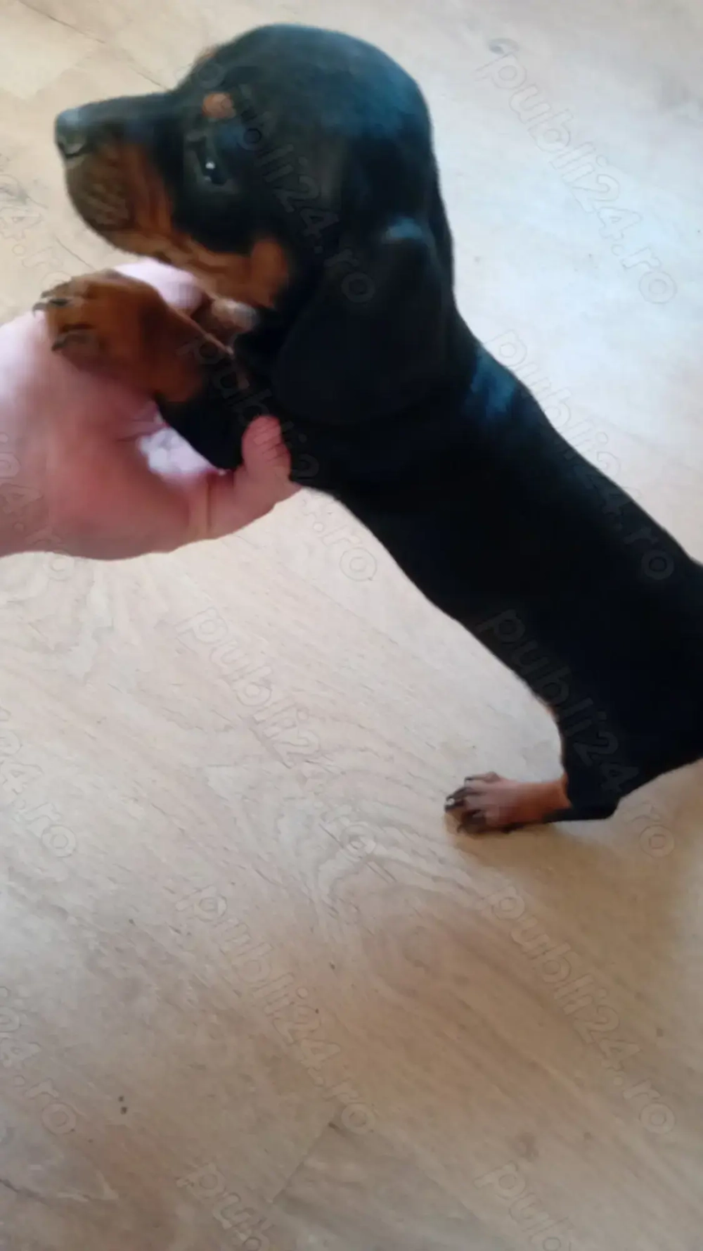 Vand catei tekel mai am o fetita