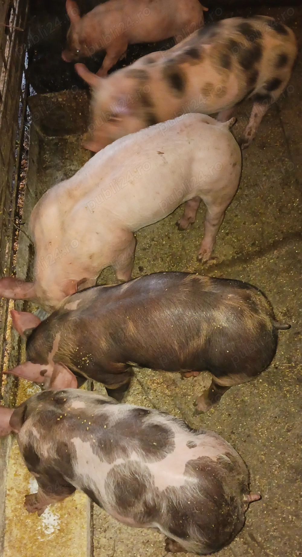 Purcei belgieni castrați 350-400 lei bucata 