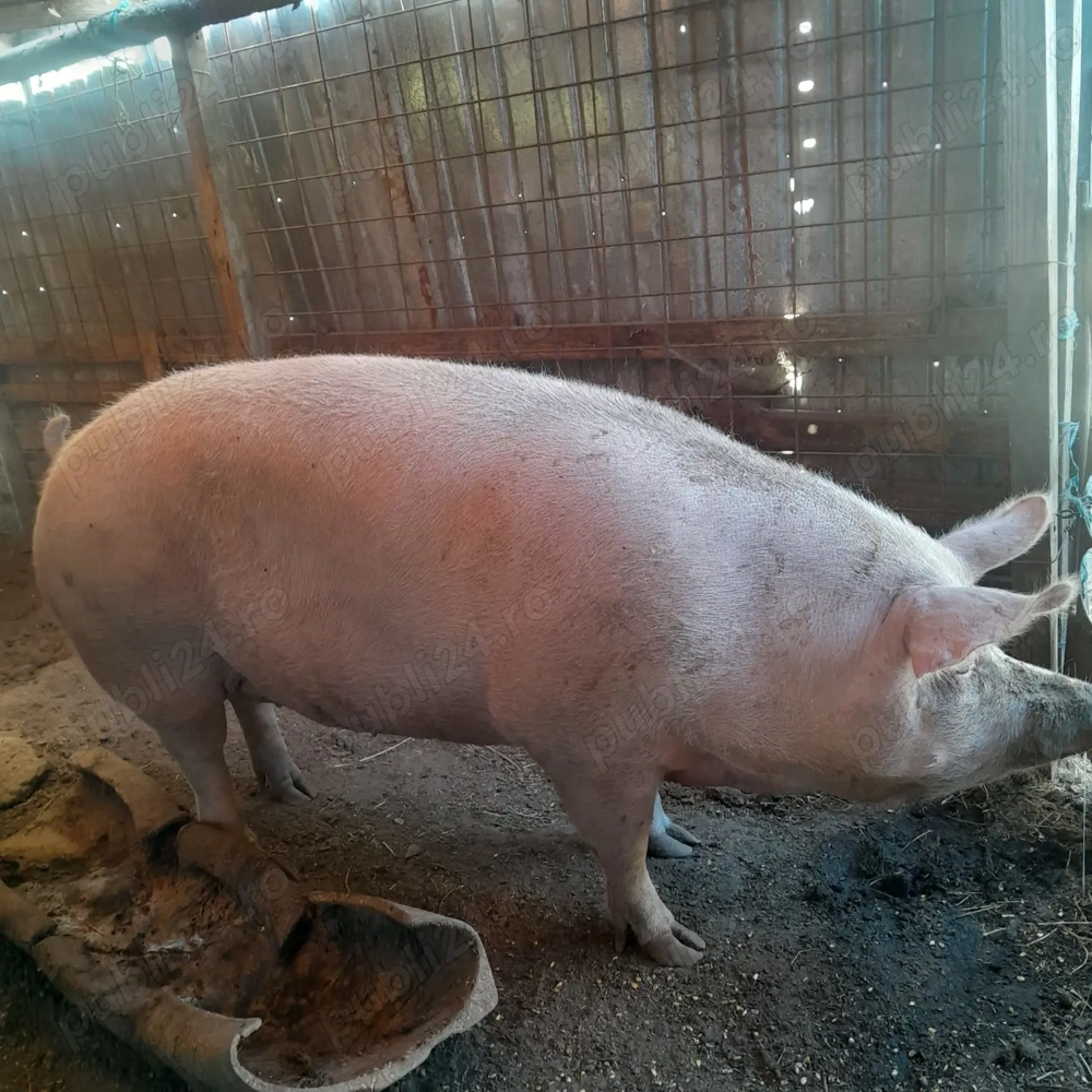 Vând purcea de crăciun grasă, crescută bio