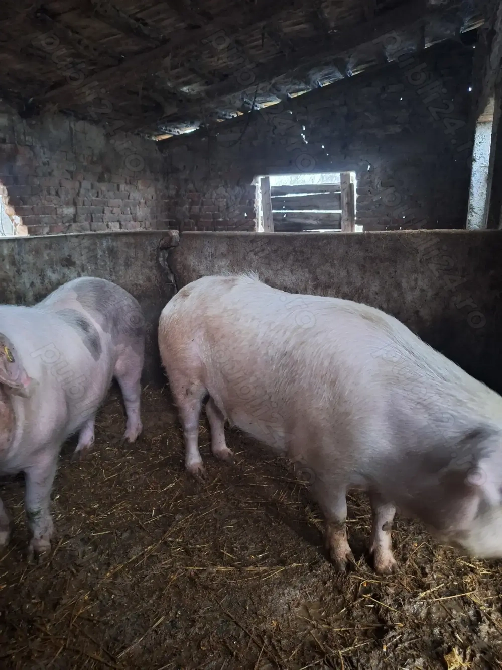 Porci de vanzare,ultimii disponibili