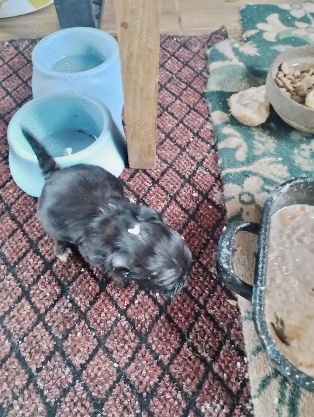 Căței Bichon maltez