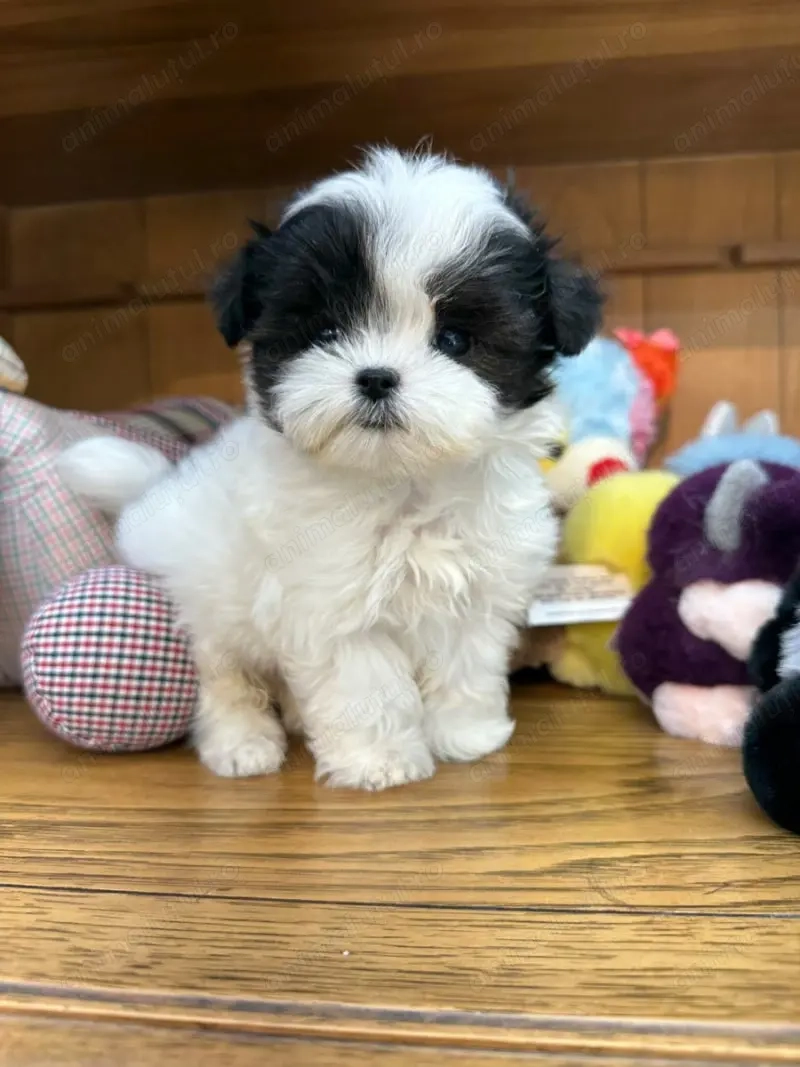 Mascul Bichon havanez vaccinat