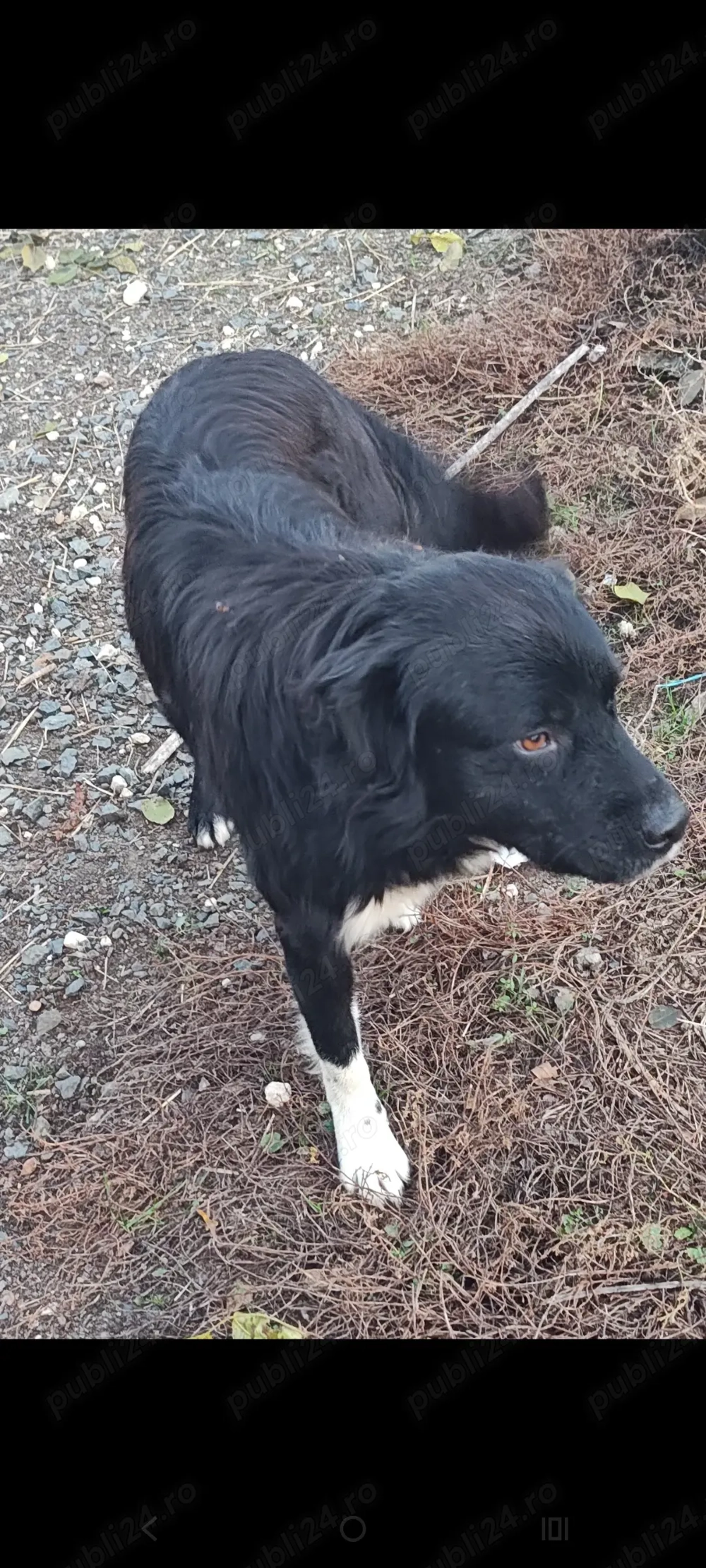 Donez câine, au decedat stăpânii 