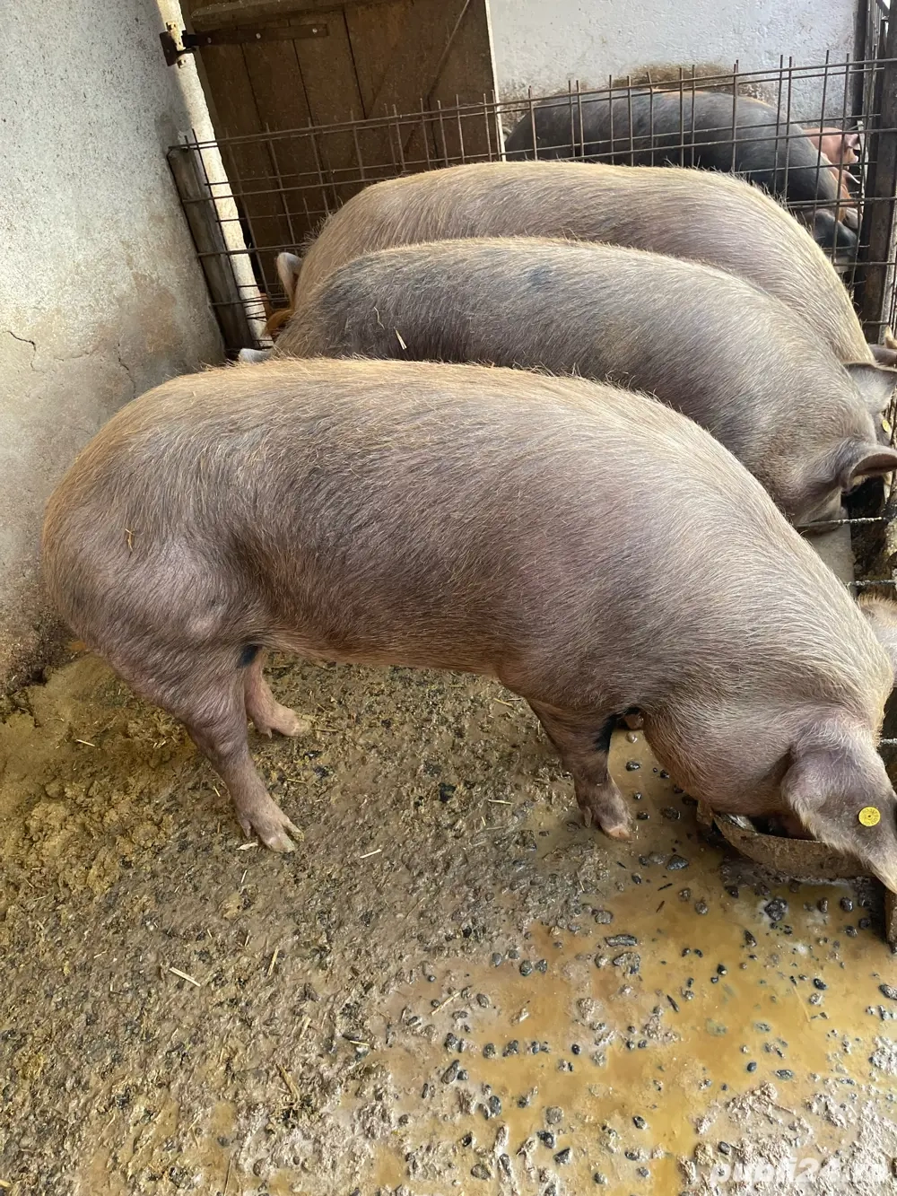 Porc pentru sacrificat