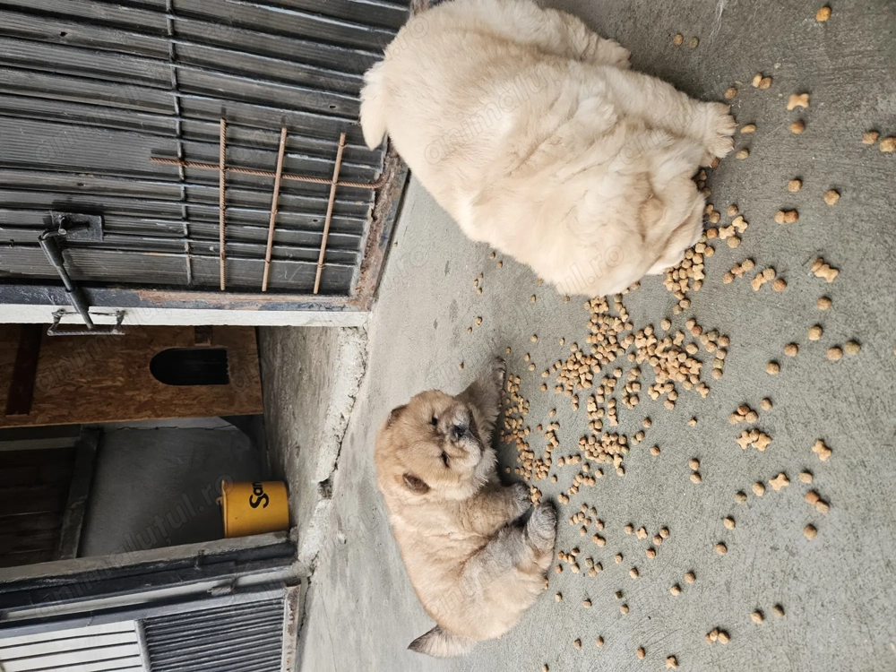 Chow-Chow 