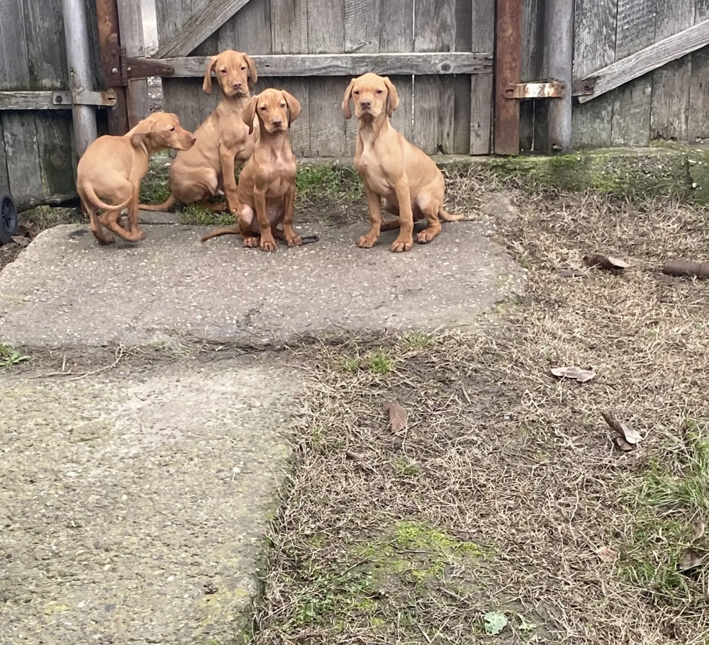 Vijla maghiara. Disponibili 1 baiat si 3 fete