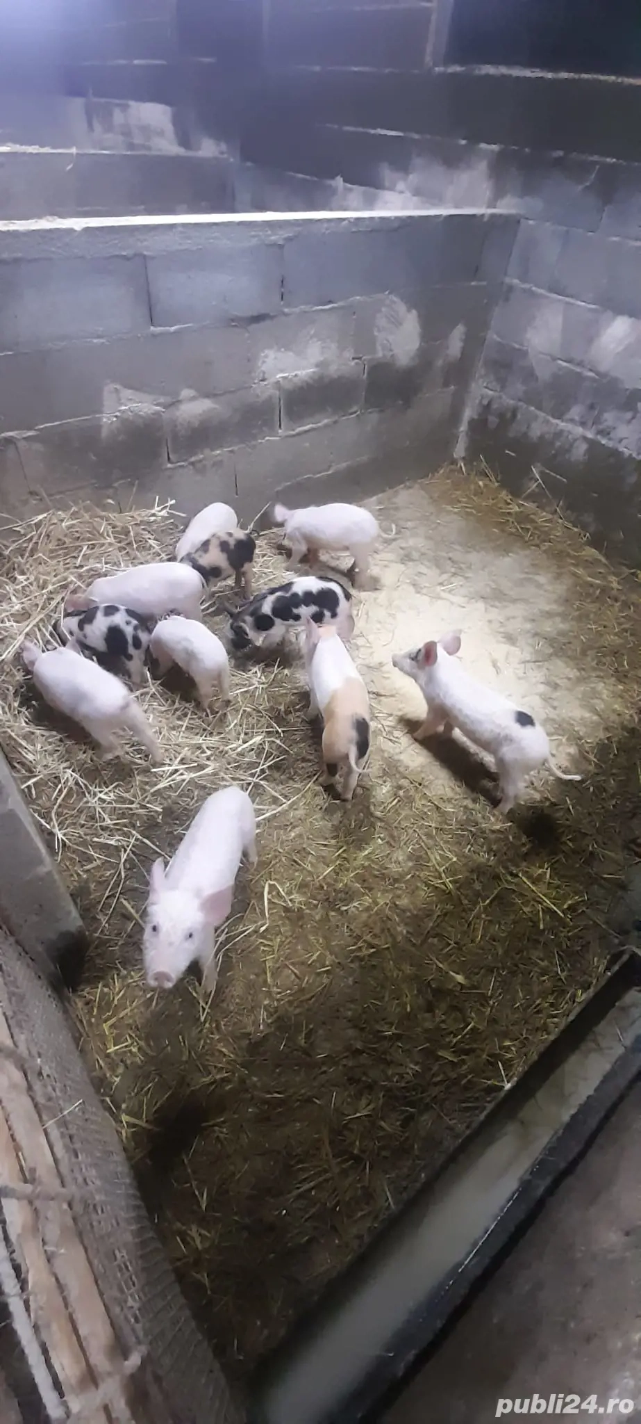 Purcei 6 săptămâni