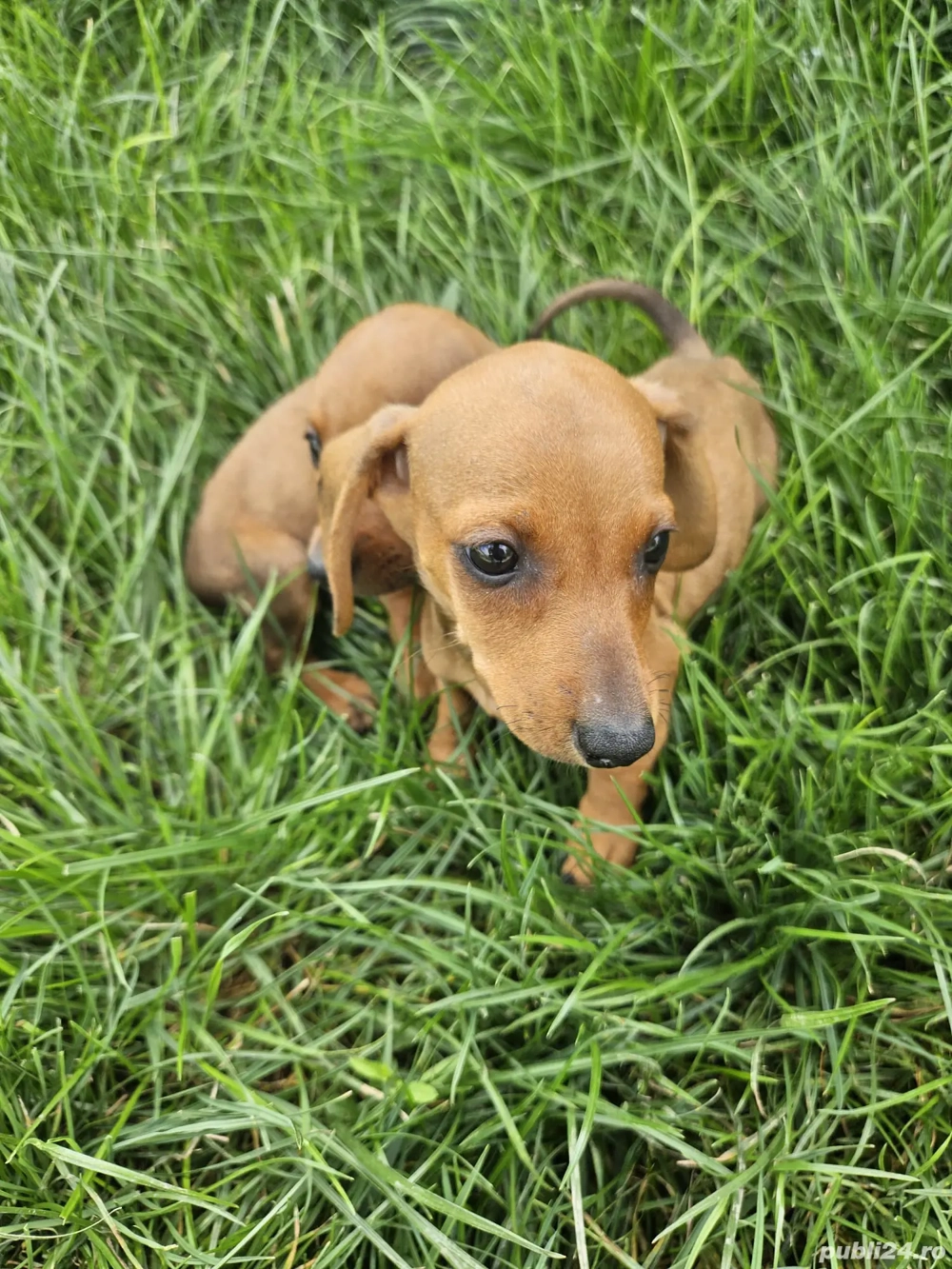 Cățeluși teckel maro !!!