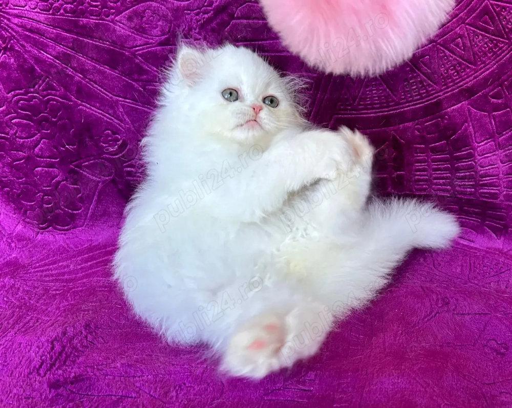 Pisicuță Scottish Straight Longhair, mic fulg de nea, deține Pedigree