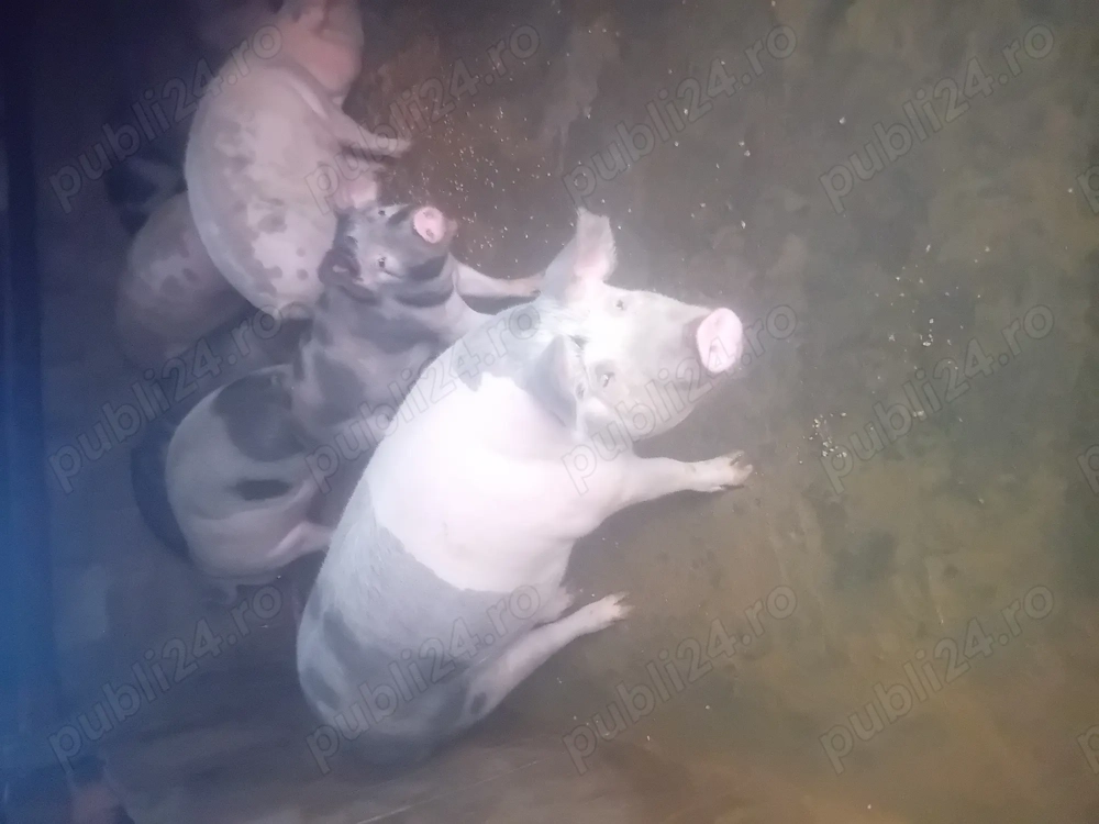 Vând porci lugojel  între 100-150 kg preț 15 lei 