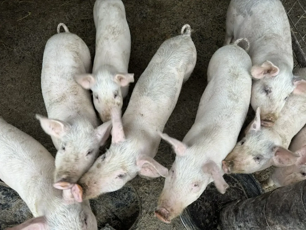 Vând purcei rasa de carne 