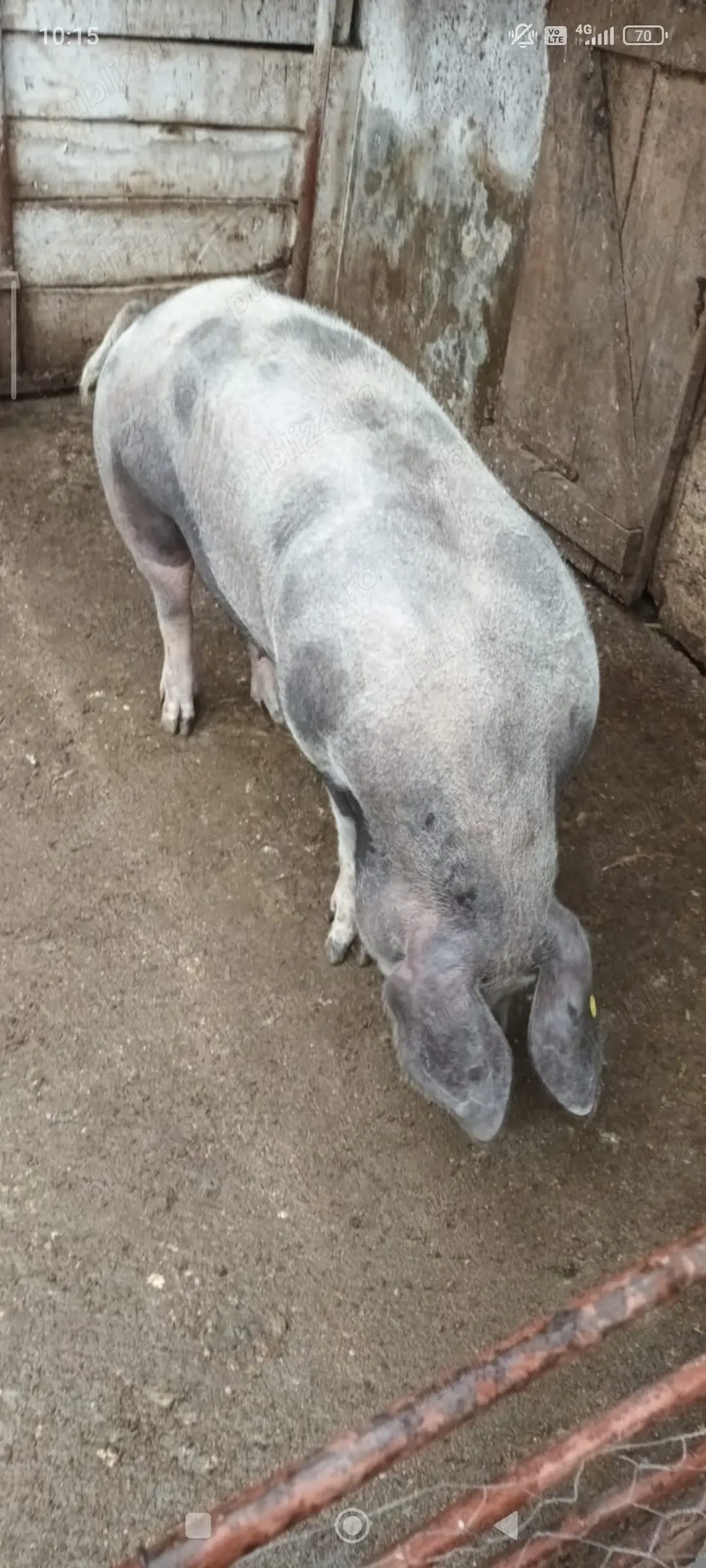 Porc de carne de vânzare Zăbrani 