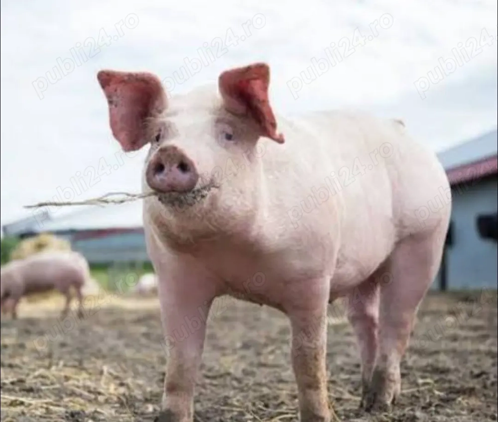 Vând porci 