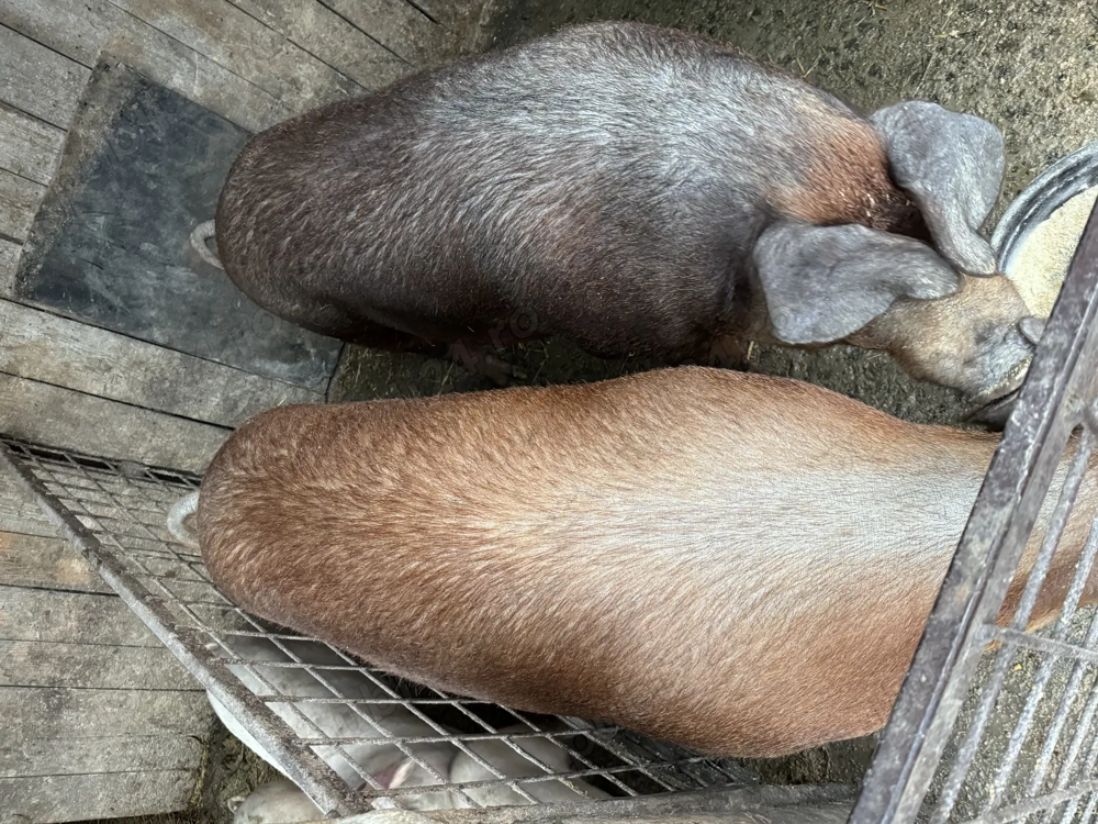 De vânzare, doi disponibili 