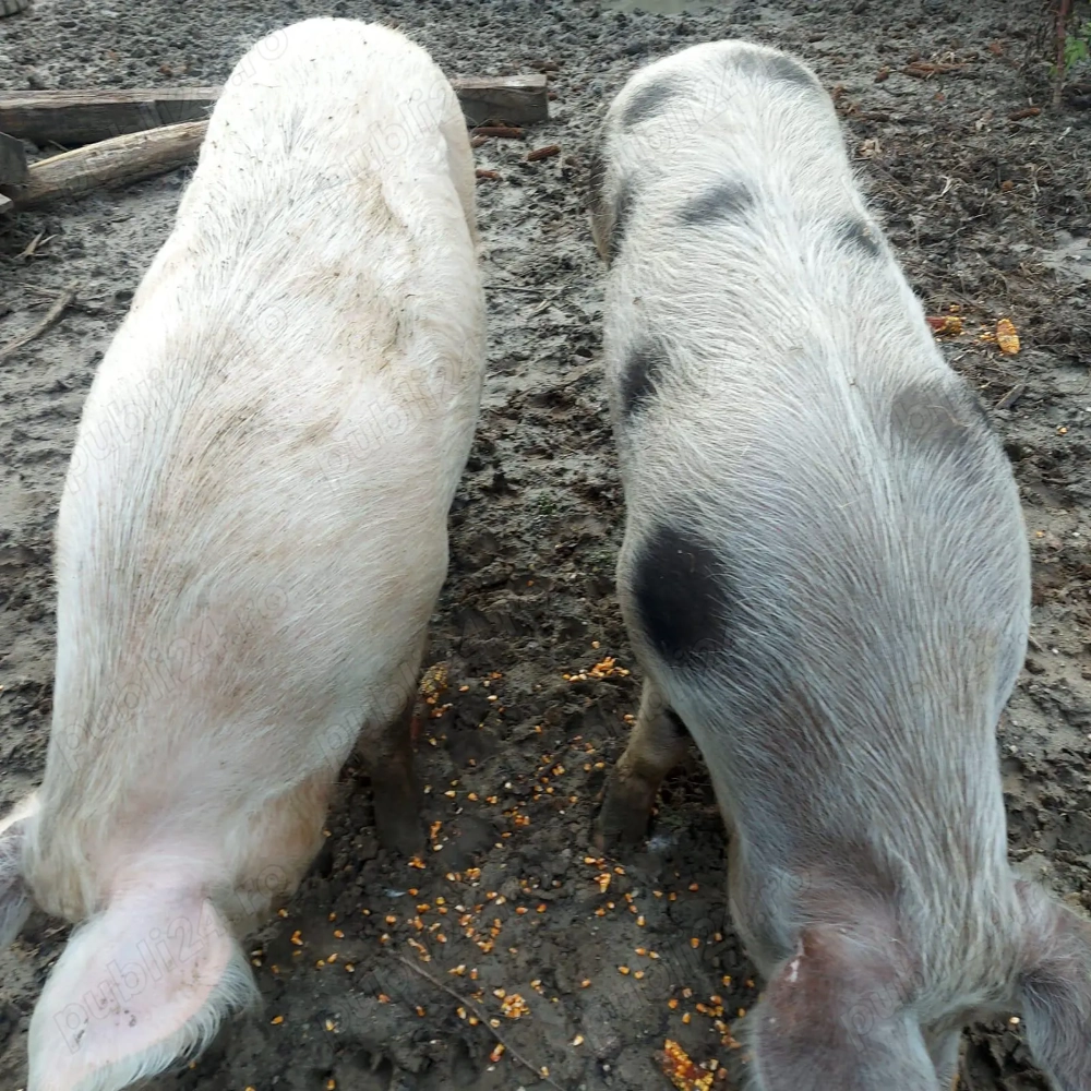 Porci BIO   cca. 200+ kg fiecare 
