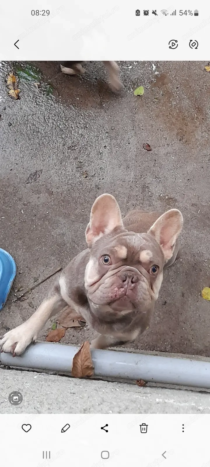 bulldog francez culoare rară si frumoasa 