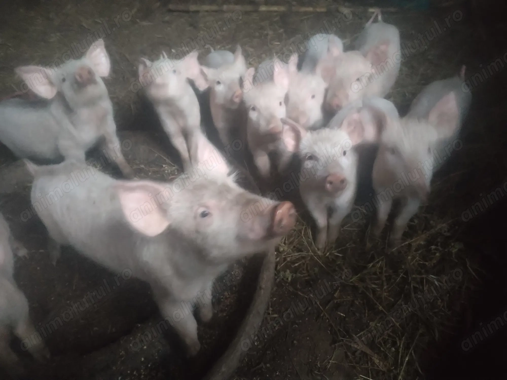 Vând purcei marele alb 