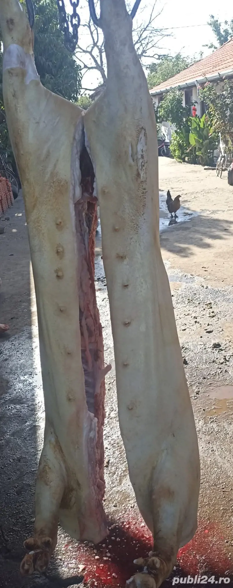 se sacrifica porci astazi 05. - 06.12.2025...sunati  