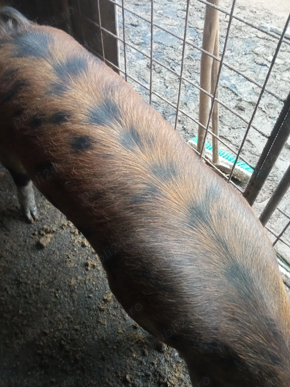 Scrofiță de vânzare 