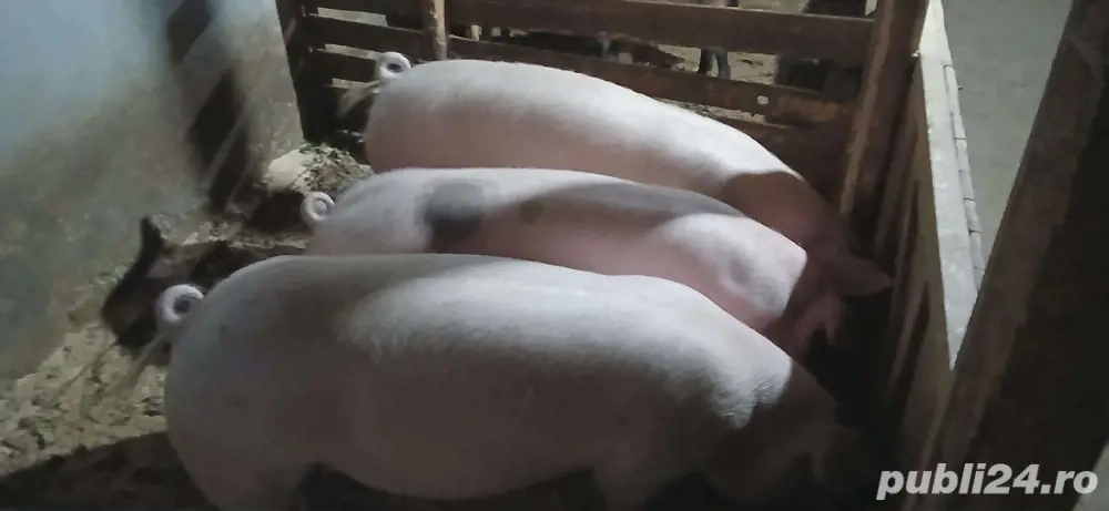 Porci de vanzare 
