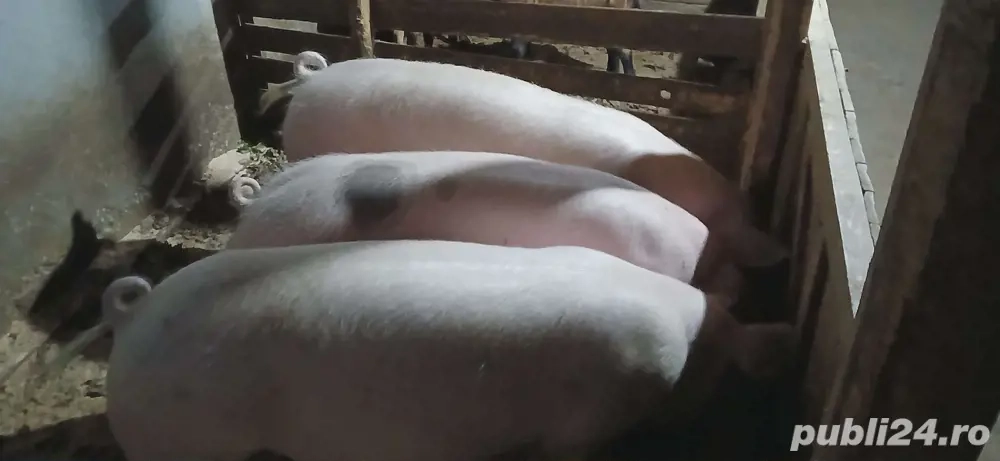 porci de vanzare 