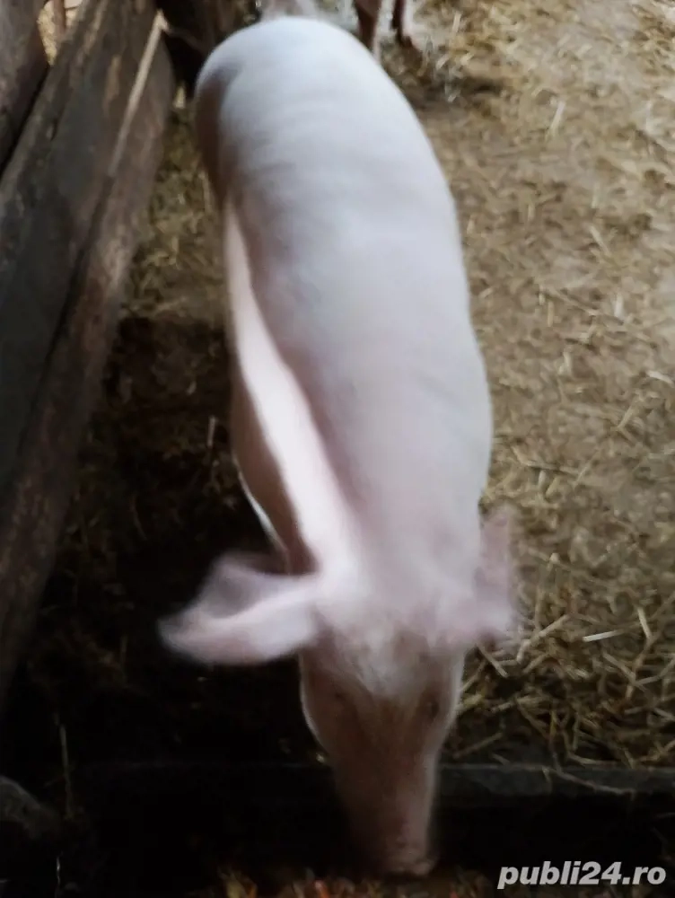 porc gras de vanzare