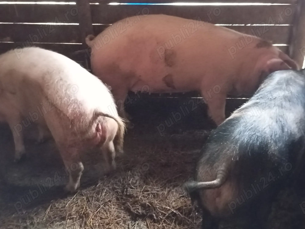 Caută o nouă locuință 