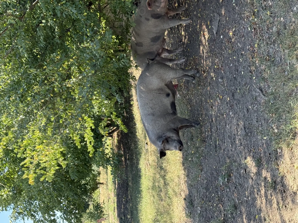 Vand porci mangalita