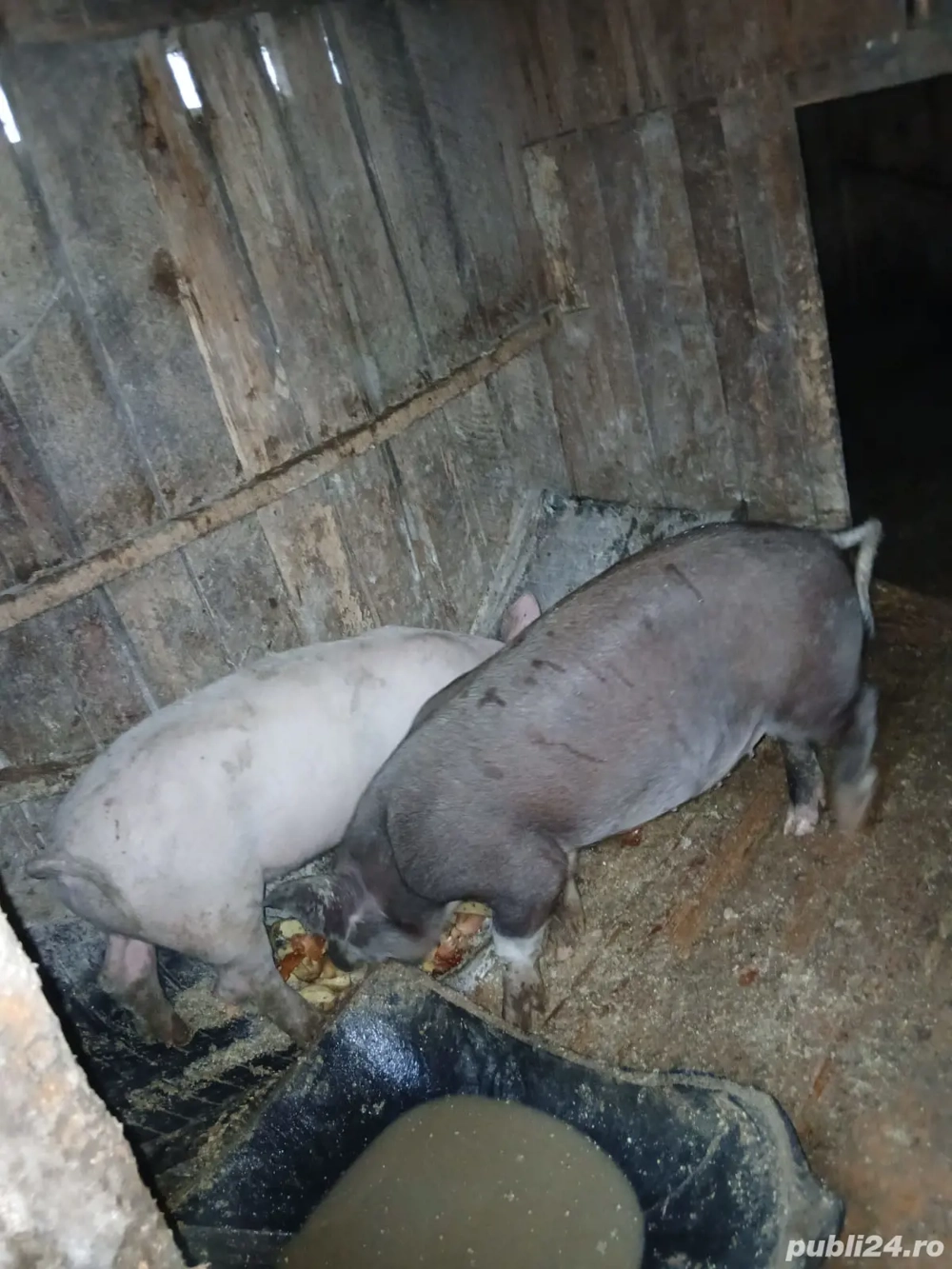 vand porci greutate 55-65 de klg 