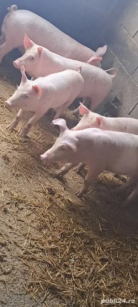 Vînd șuldei landras 32 ._35 kg 