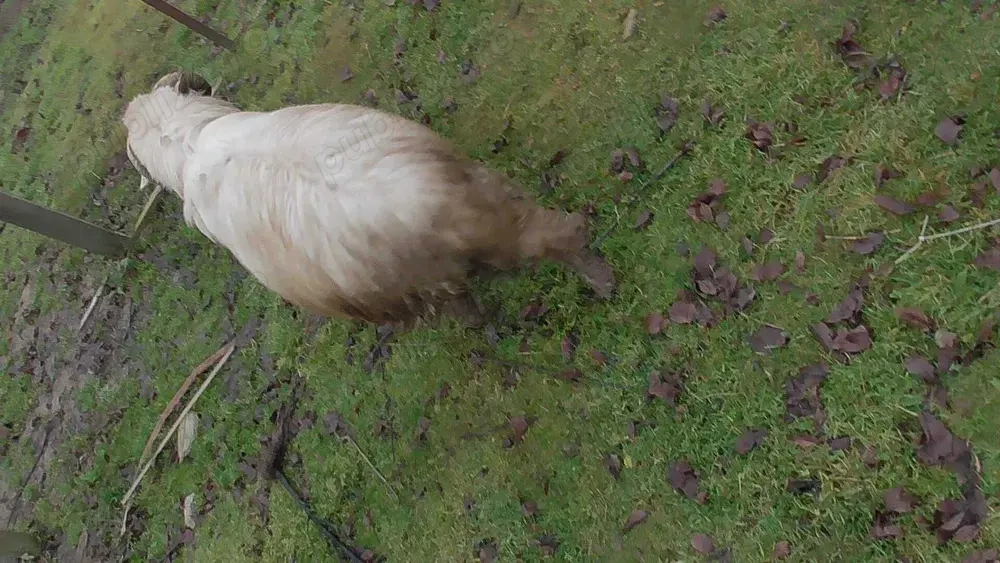 berbec sanatos crescut fara concentrate, tanar, din primavara 2024