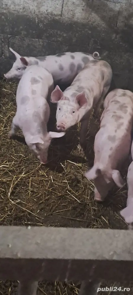 Vînd șuldei petran 35 _40kg