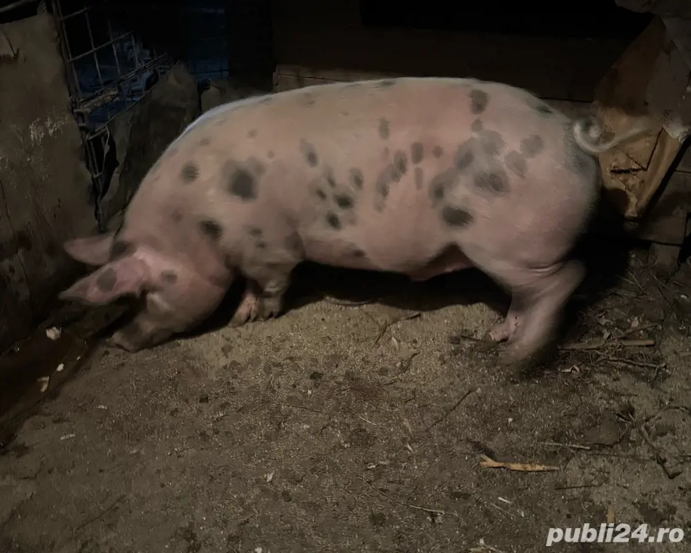 Vand porc carne intre 170-200 kg