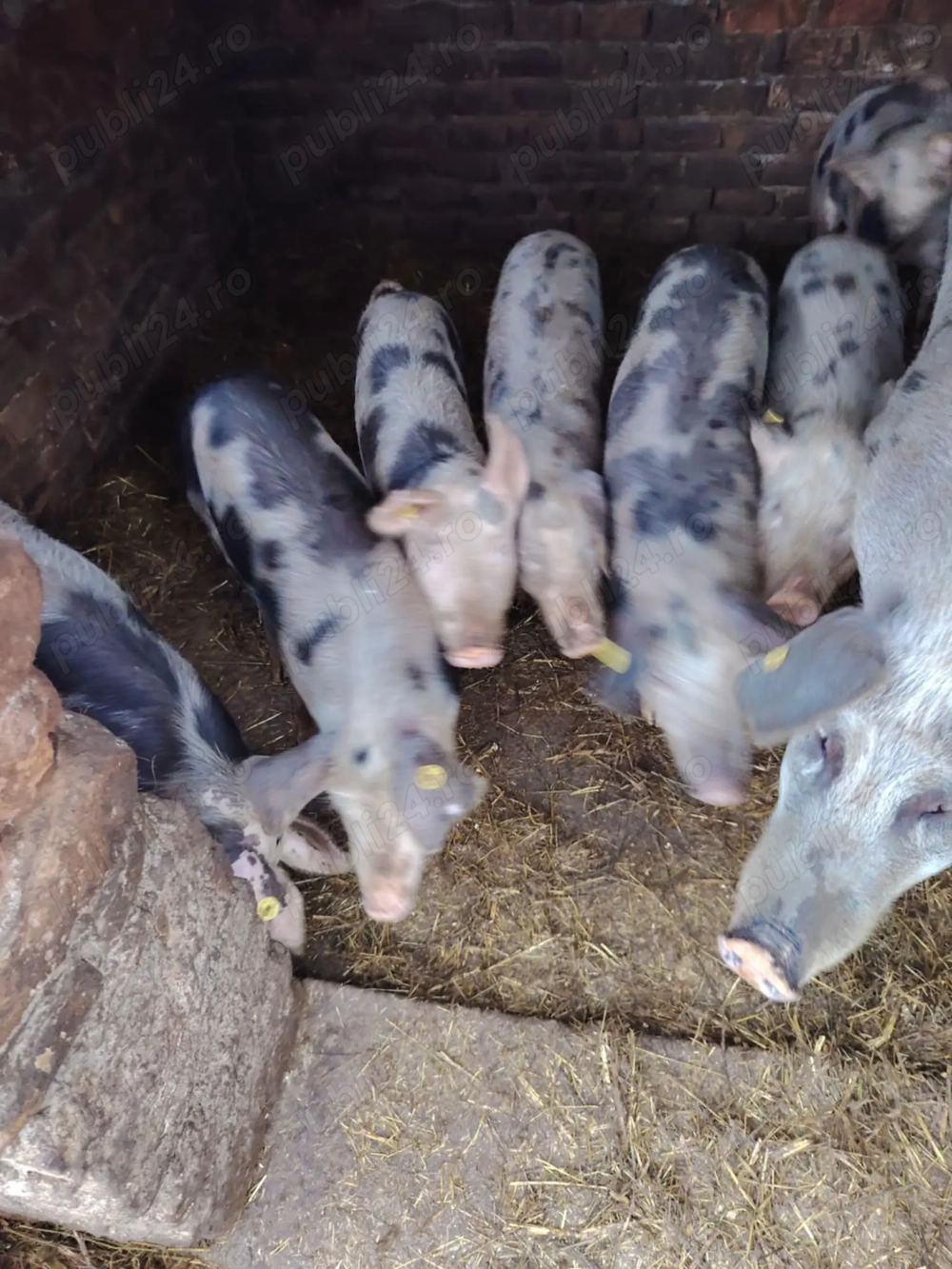 Suntem în căutare de o noua casuta