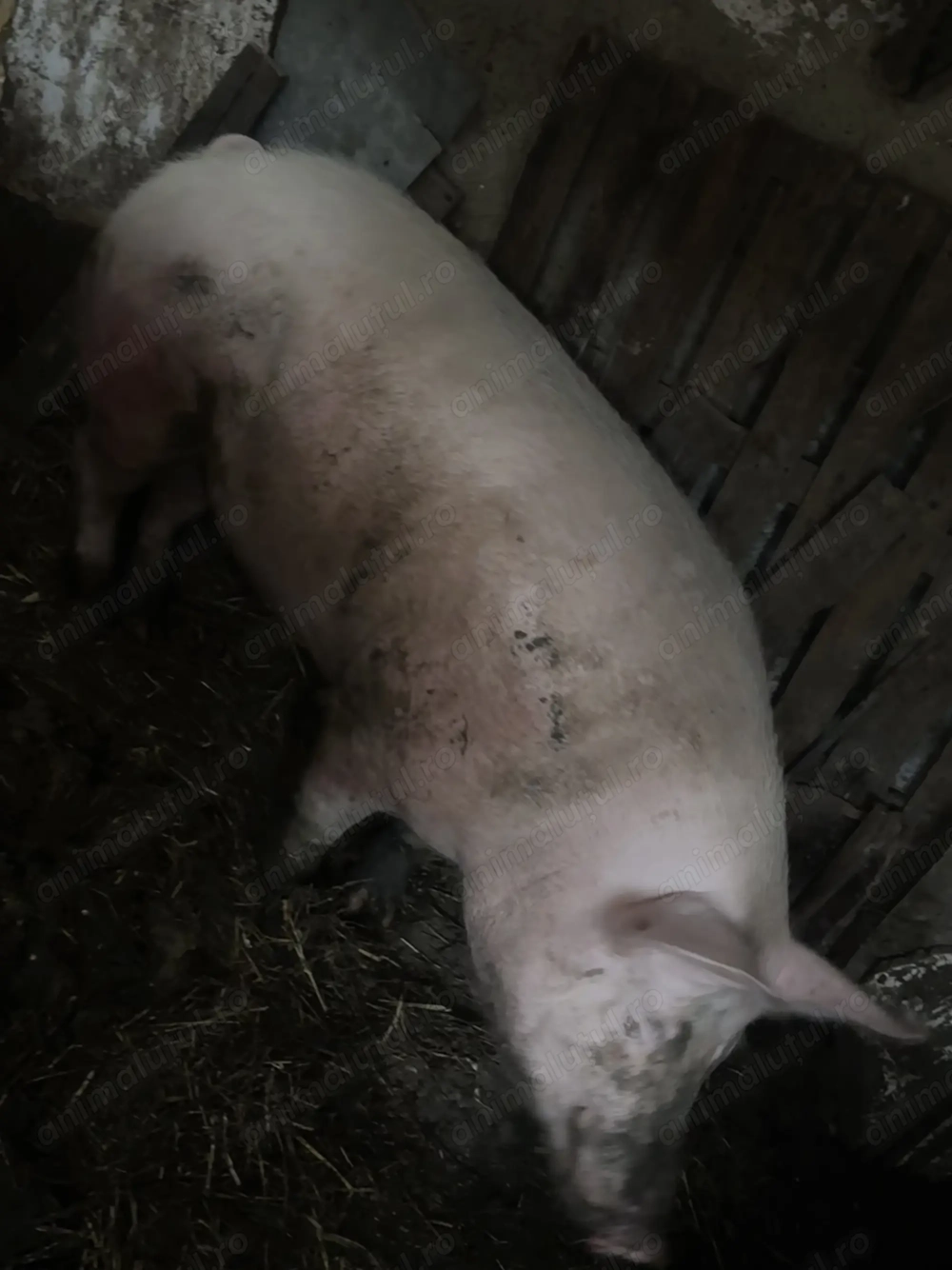 Porc de vânzare 300 kg