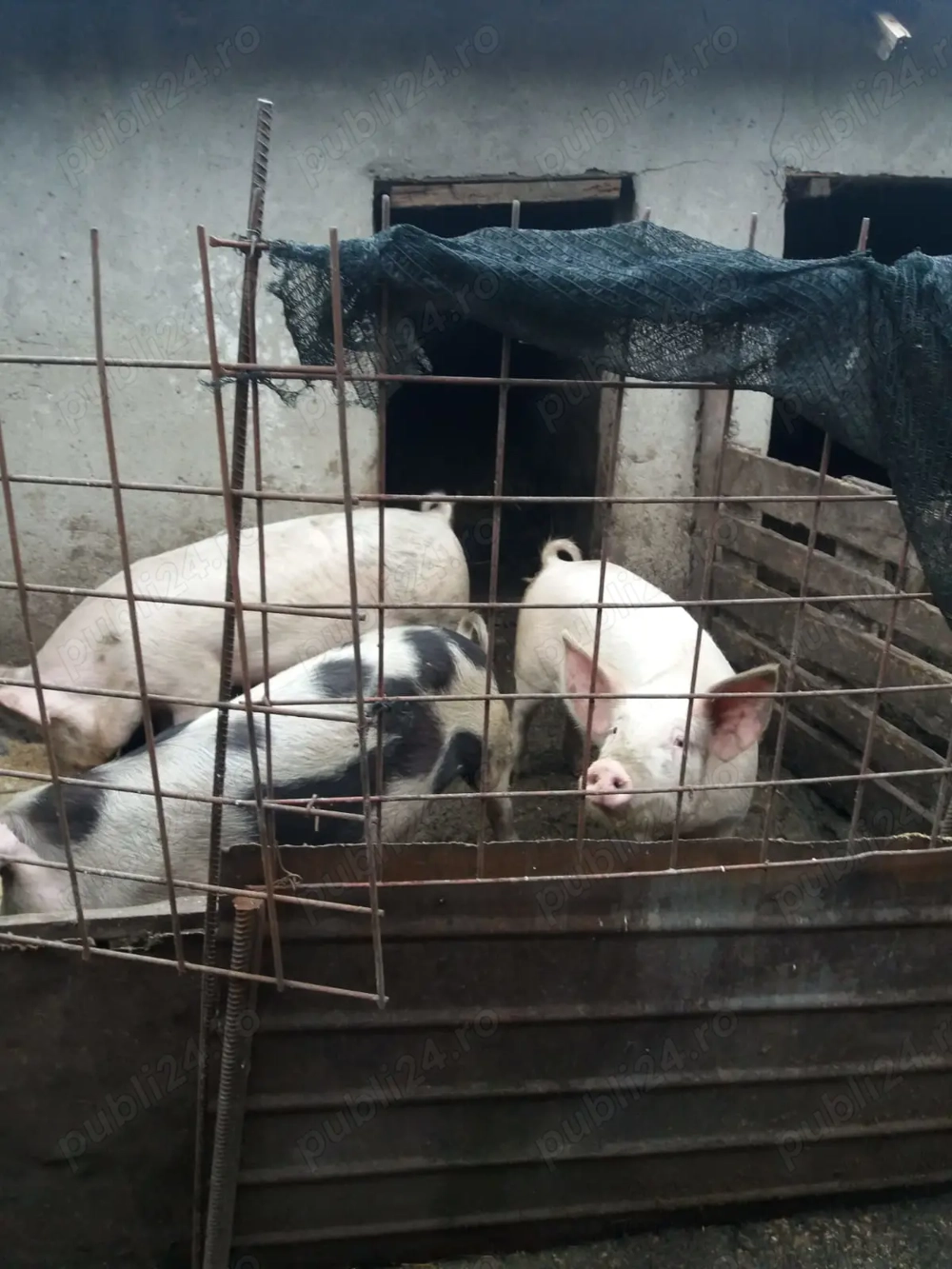 Vand porci crescuți in propria gospodărie 1000 lei bucata