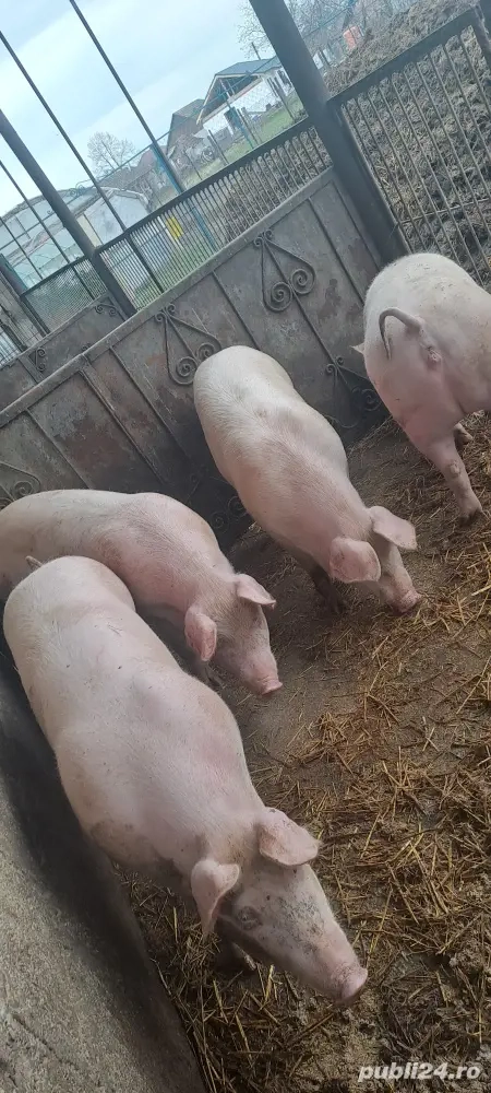 Vînd porci grași marele alb 100_140kg