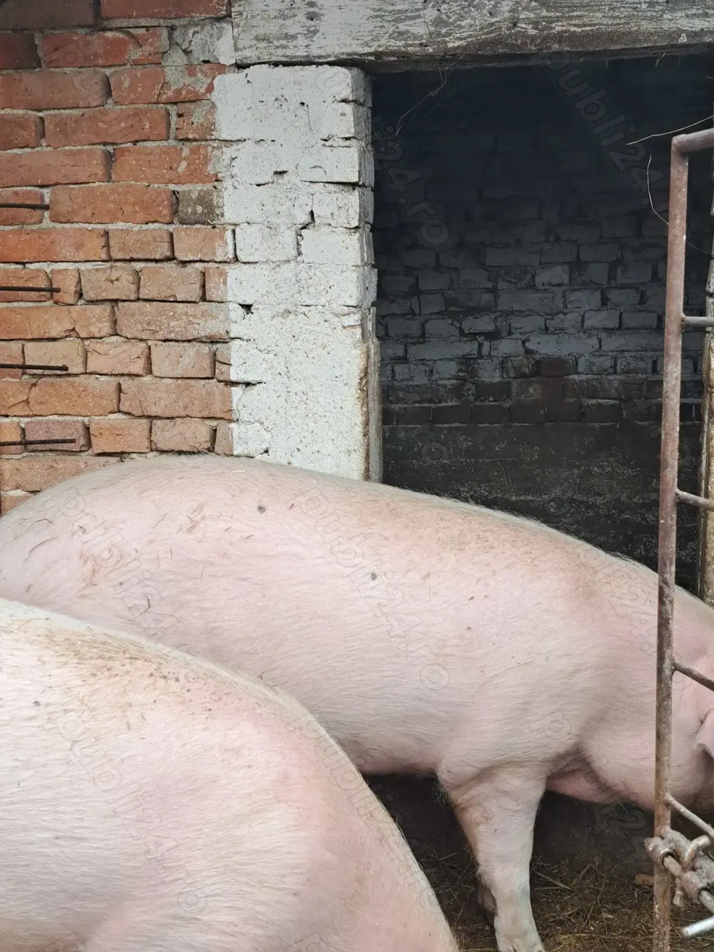 Vând porc pentru Craciun