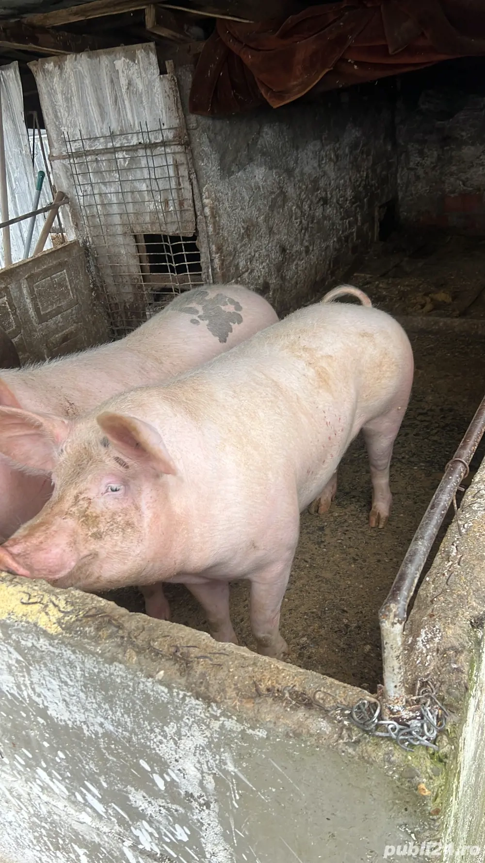 vand un porc de casa