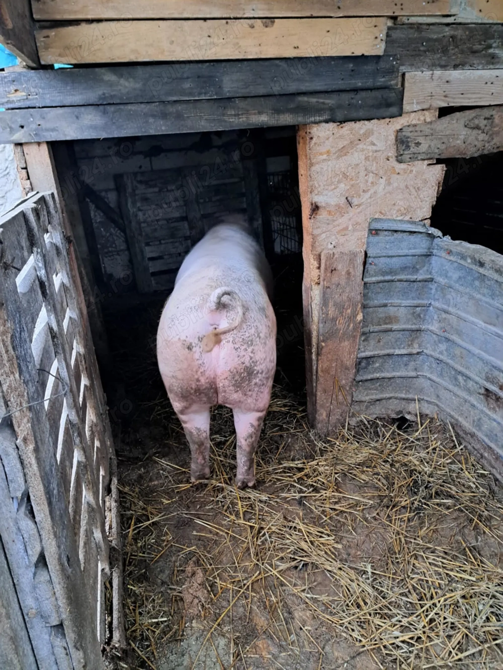 Vhnd porc pentru cracun