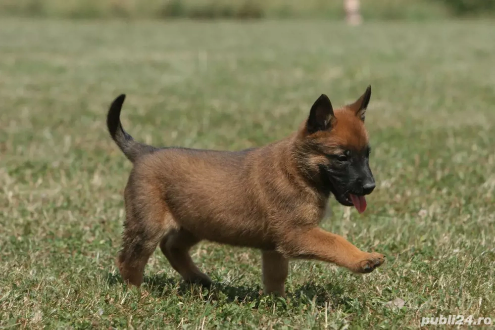 Ciobanesc Belgian fetite 6 sapt vaccinate