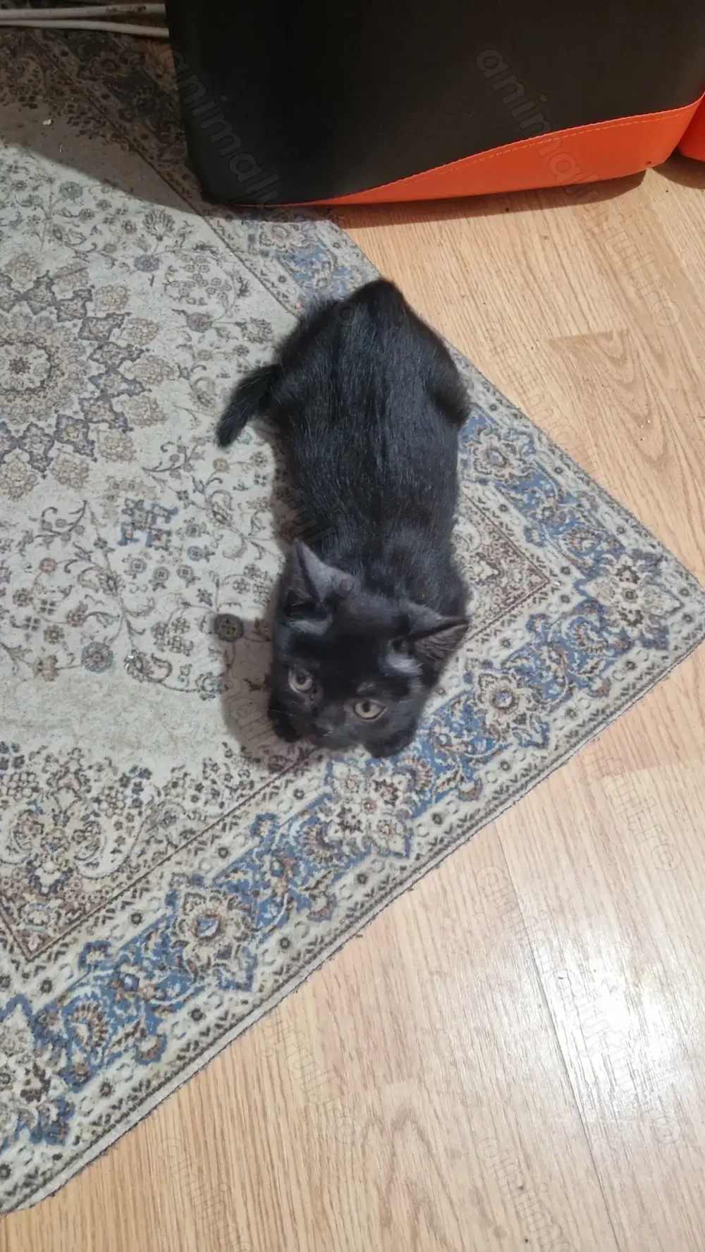 (Baiat) British shorthair mix with tabby