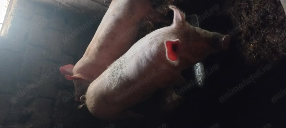 Se vinde 2 porci crescuti de mici în curte cu zer și uruiala 