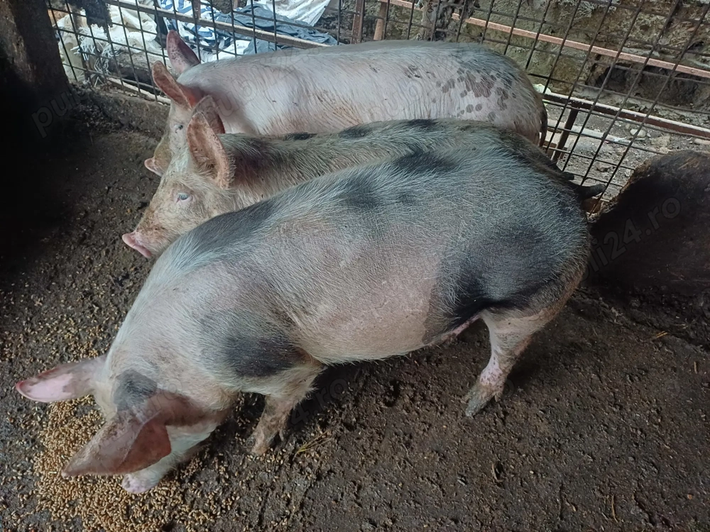 Purcei. Jud buzau. 25 40 kg 